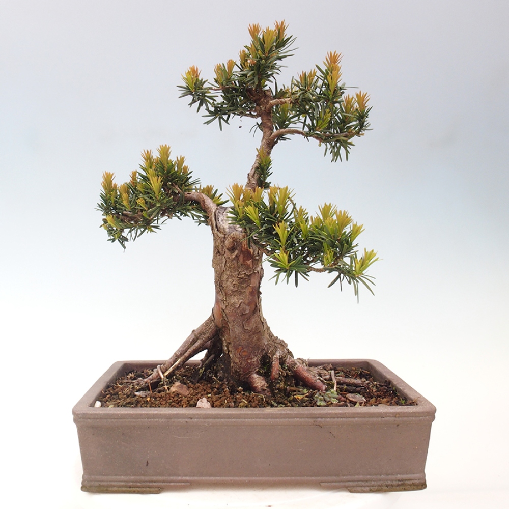 Venkovní bonsai - Taxus cuspidata  - Tis japonský
