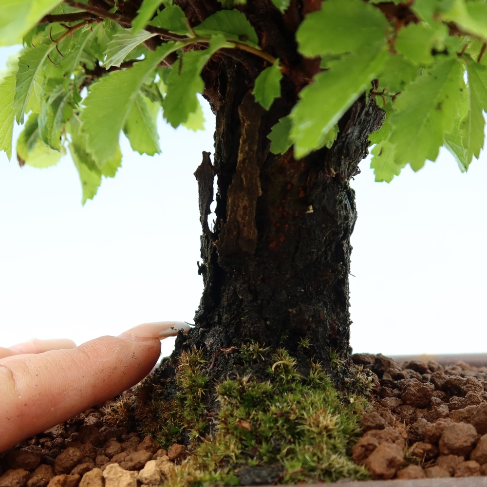 Venkovní bonsai - Zelkova - Zelkova NIRE