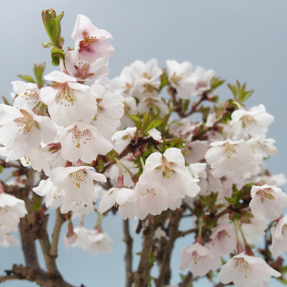 Venkovní bonsai - Prunus incisa Kojou-no mai-Slivoň vyříznutá