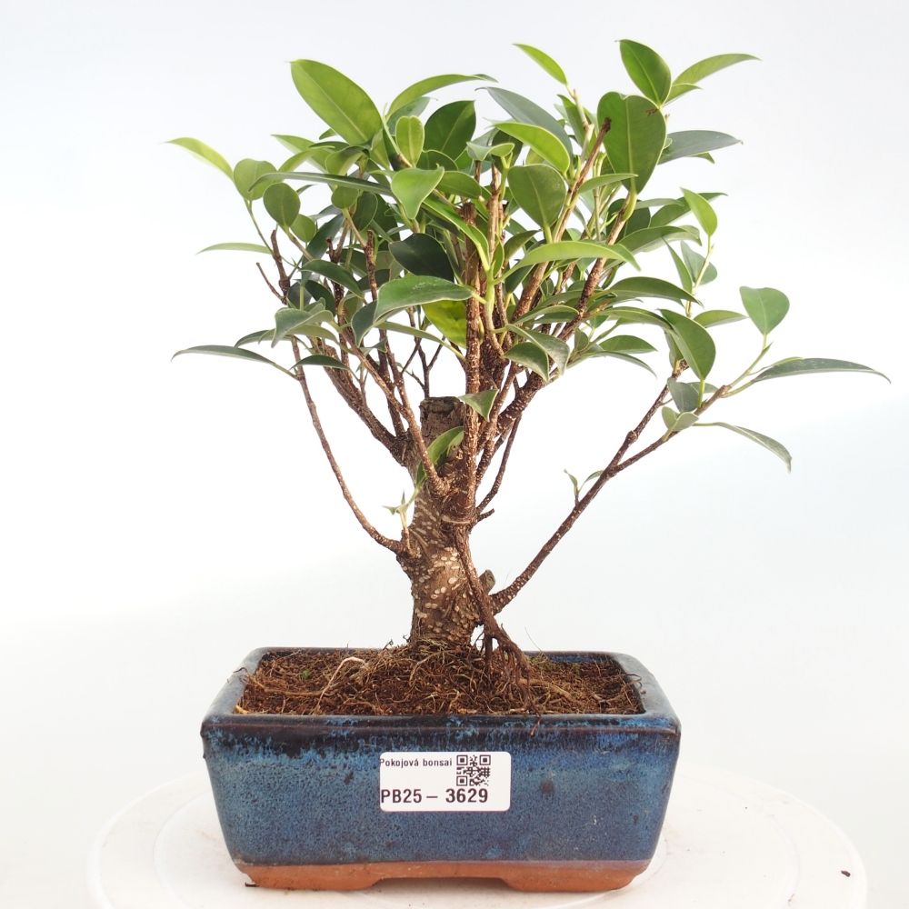 Pokojová bonsai - Ficus retusa -  malolistý fíkus