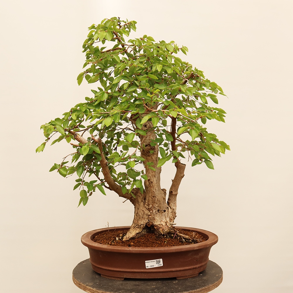 Venkovní bonsai -Carpinus Coreana - Habr korejský