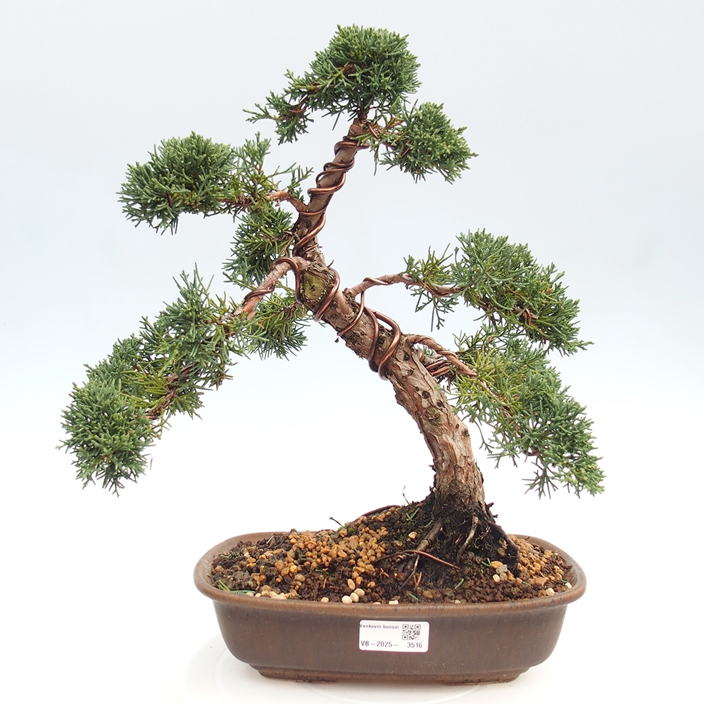 Venkovní bonsai - Juniperus chinensis Kishu -Jalovec čínský