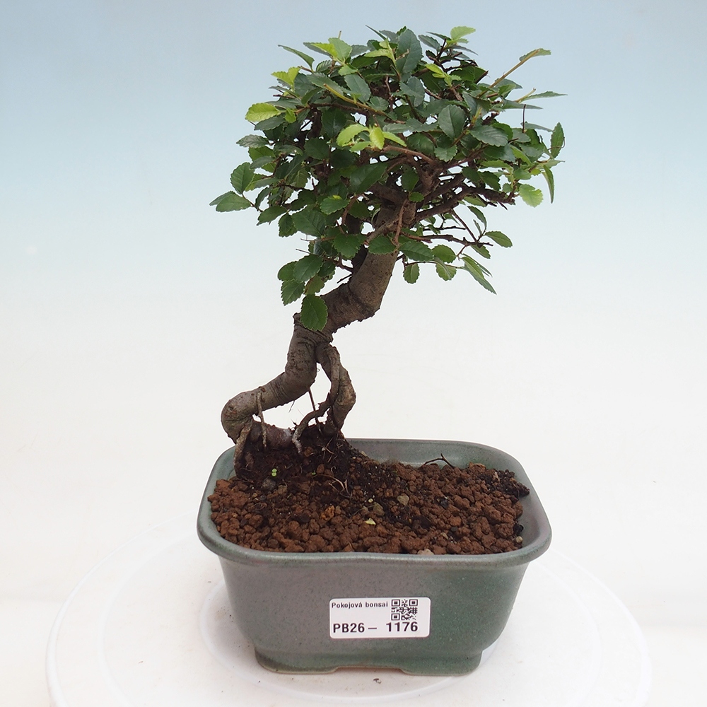 Pokojová bonsai - Ulmus parvifolia - Malolistý jilm