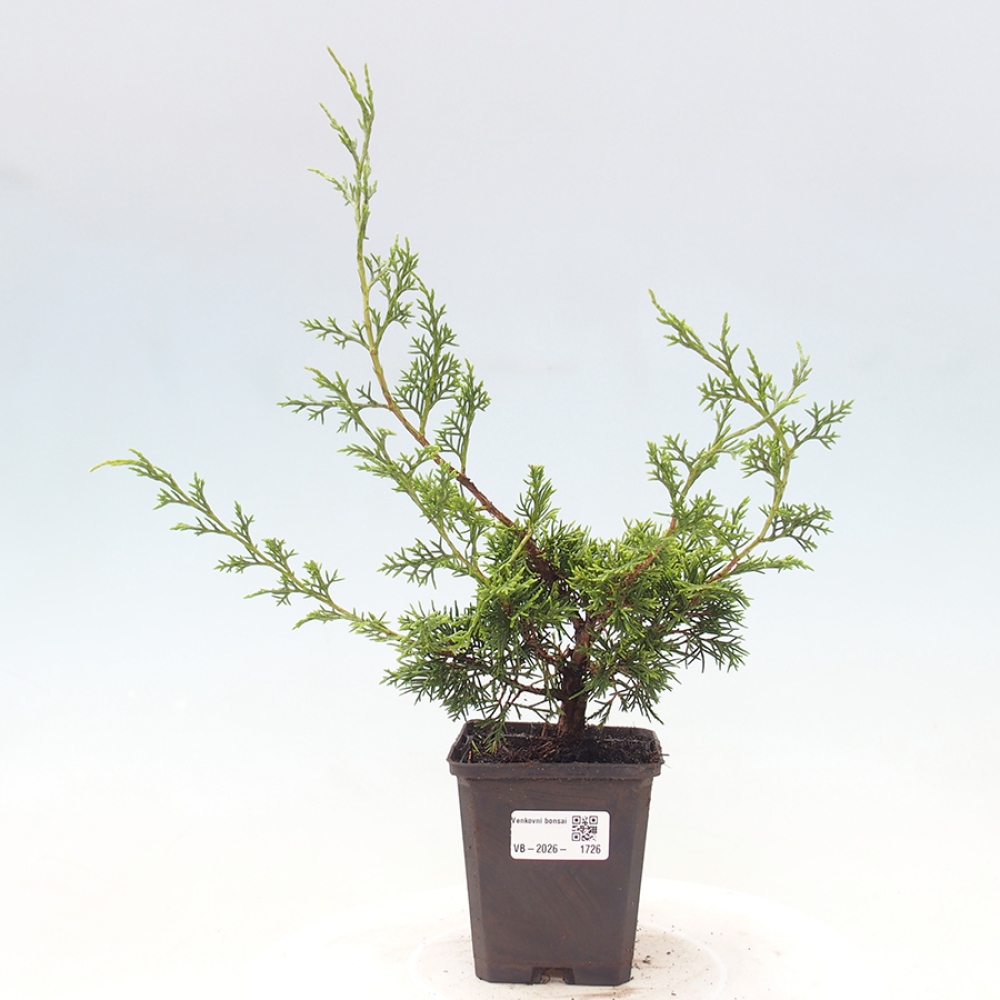 Venkovní bonsai - Juniperus chinensis Itoigawa -Jalovec čínský