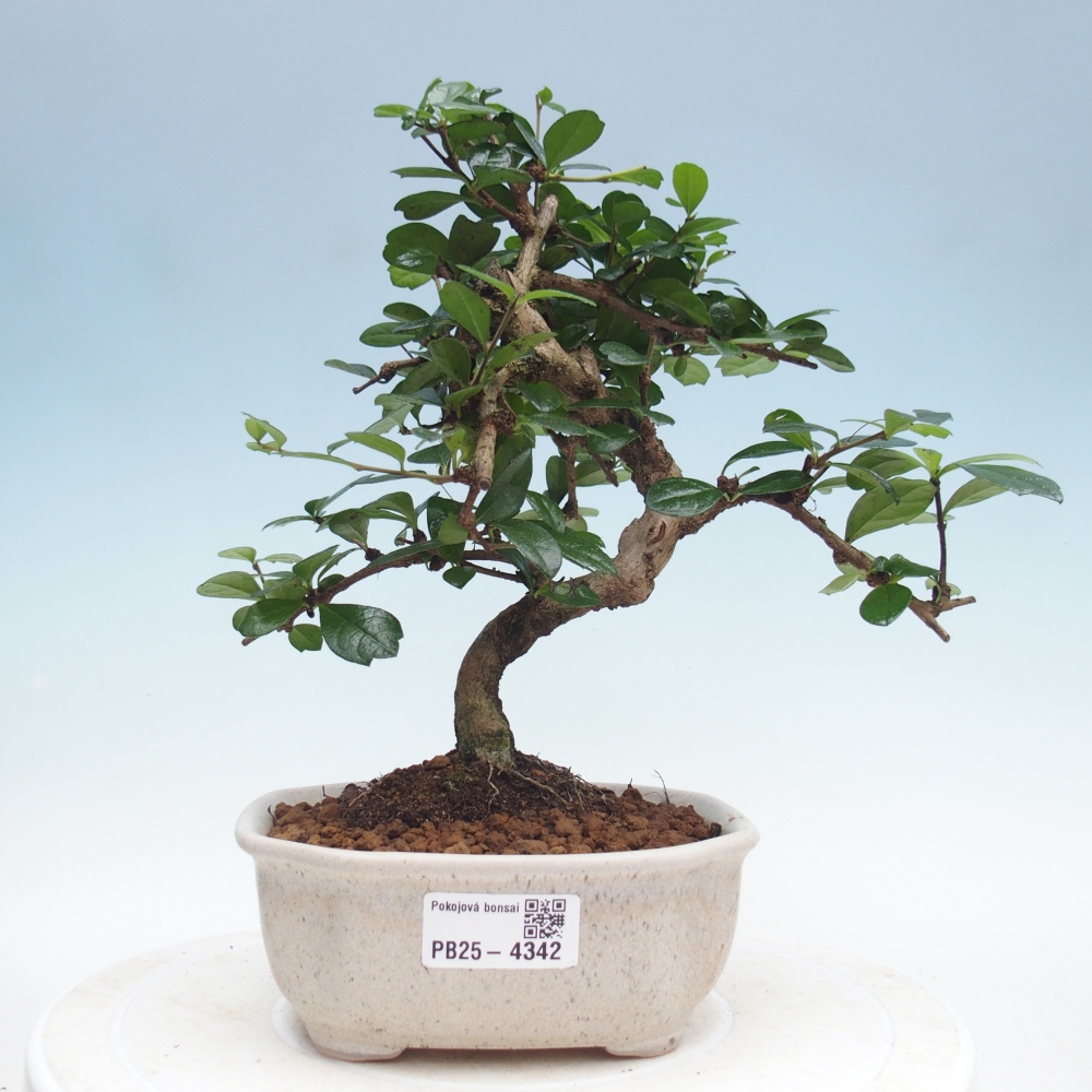 Pokojová bonsai - Carmona macrophylla - Čaj fuki