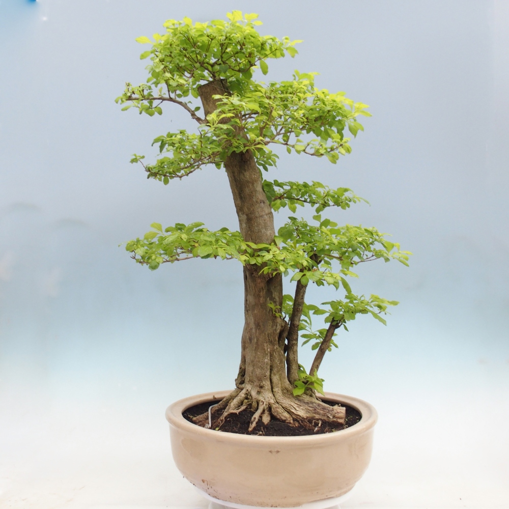 Pokojová bonsai - Duranta erecta Aurea - POUZE OSOBNÍ ODBĚR nebo paletová přeprava
