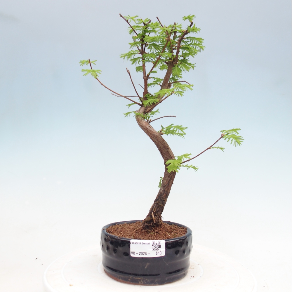 Venkovní bonsai - Metasequoia glyptostroboides - Metasekvoje čínská