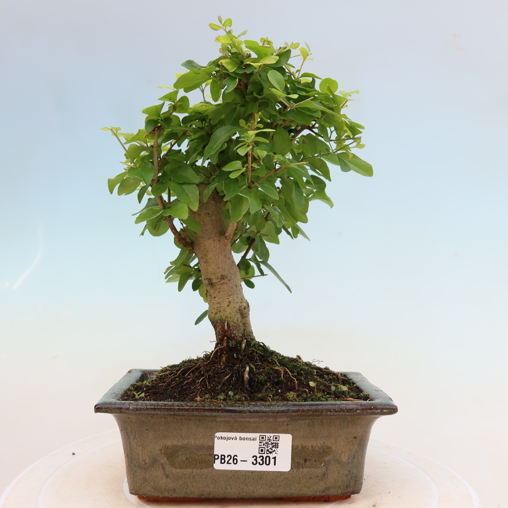 Pokojová bonsai -Ligustrum chinensis - Ptačí zob