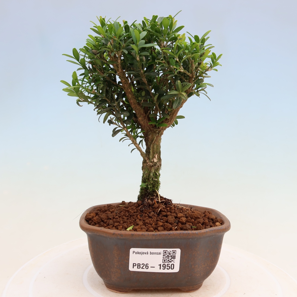 Pokojová bonsai - Buxus harlandii -korkový buxus