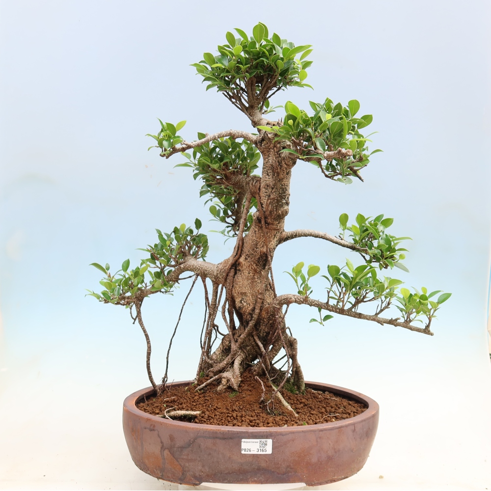 Pokojová bonsai - Ficus kimmen -  malolistý fíkus