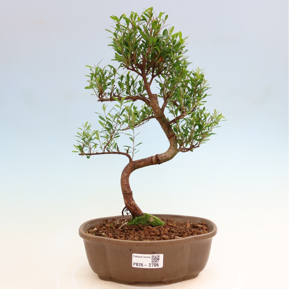 Pokojová bonsai - Syzygium - Pimentovník