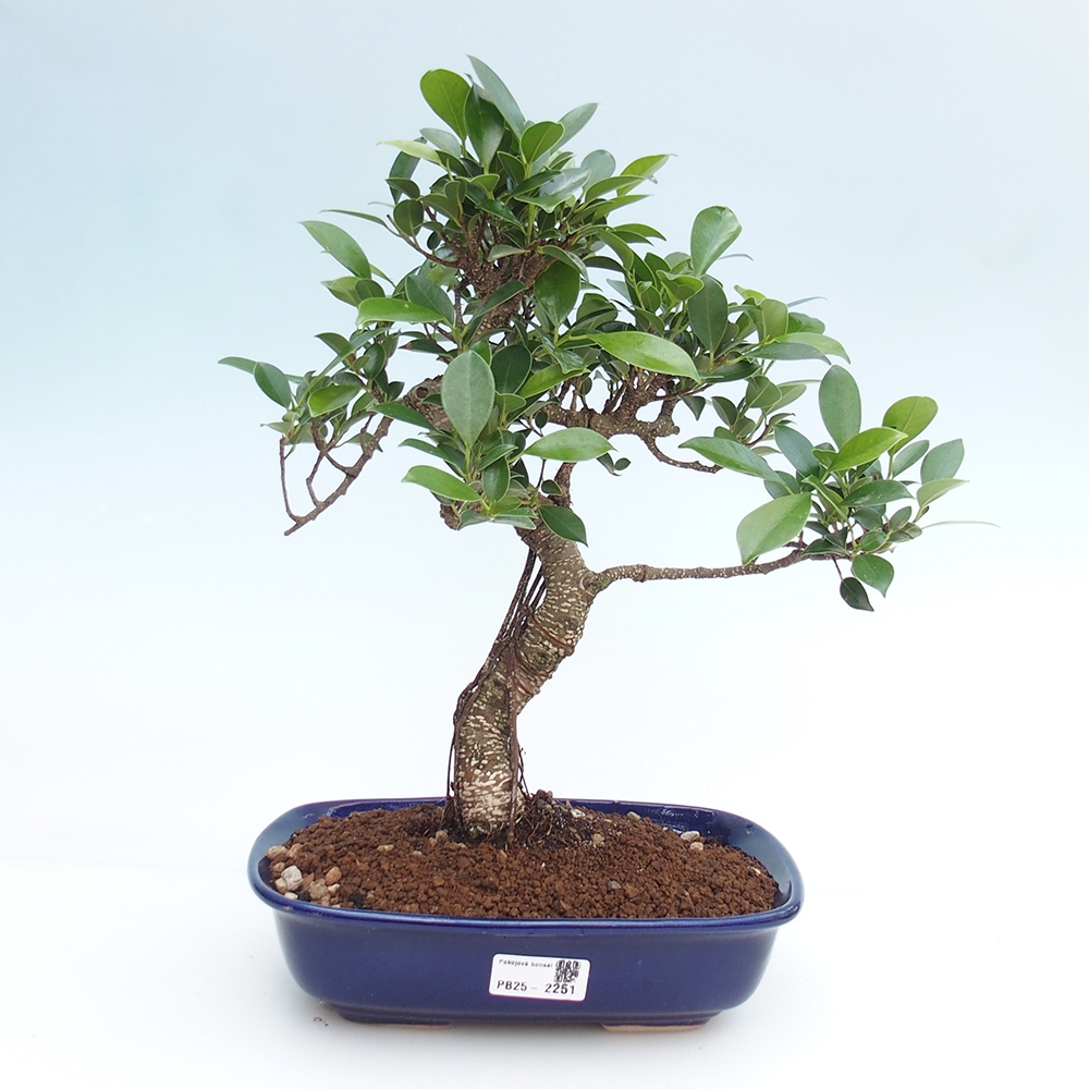 Pokojová bonsai - Ficus kimmen -  malolistý fíkus