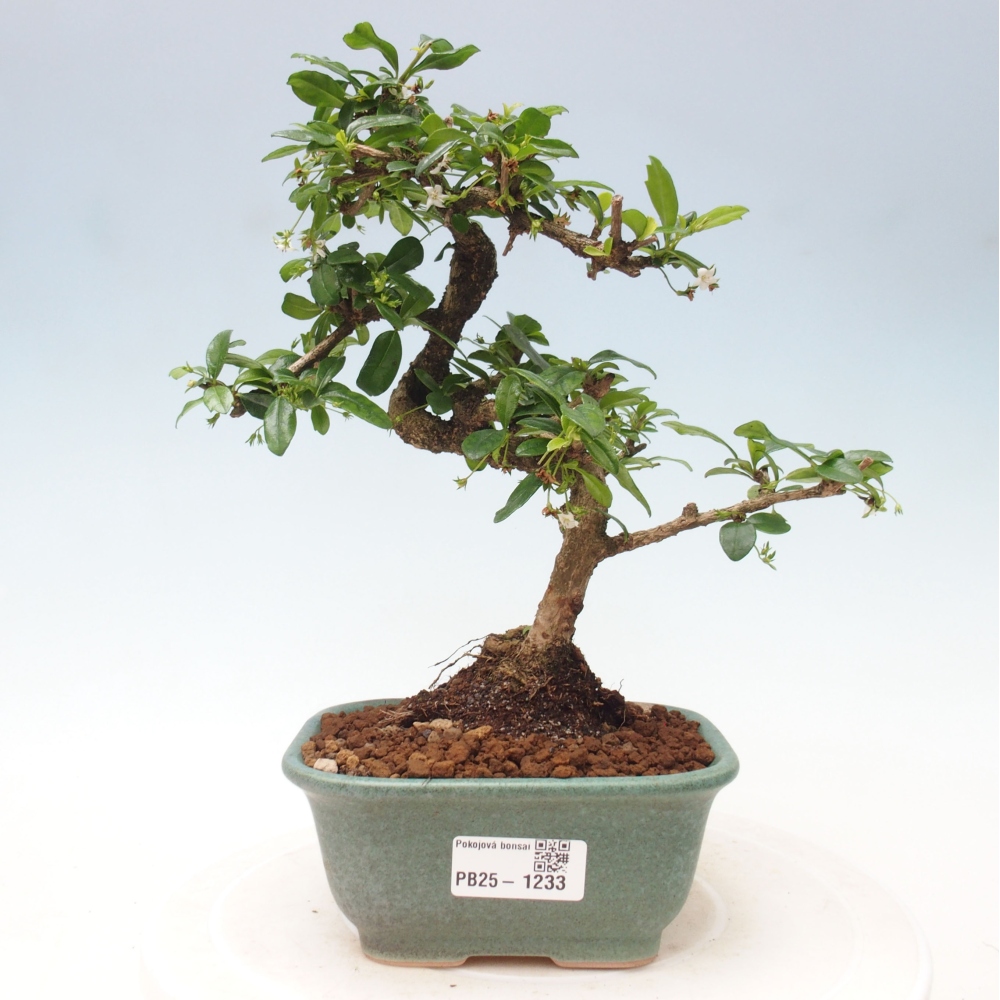 Pokojová bonsai - Carmona macrophylla - Čaj fuki