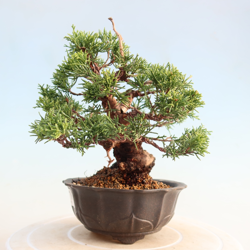 Venkovní bonsai - Juniperus chinensis Itoigawa -Jalovec čínský