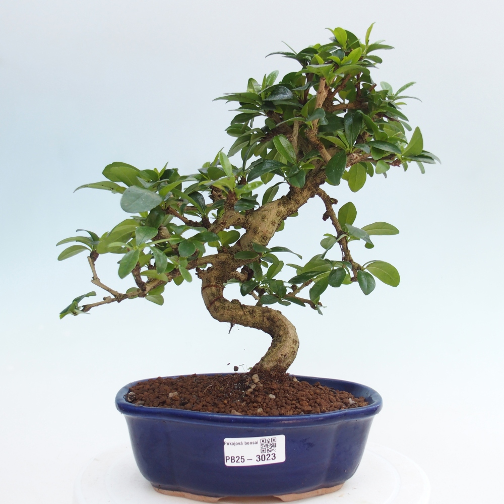 Pokojová bonsai - Carmona macrophylla - Čaj fuki