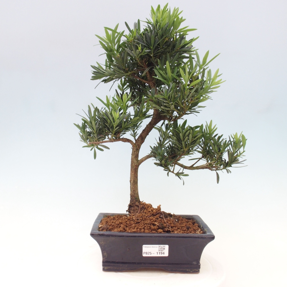 Pokojová bonsai - Podocarpus - Kamenný tis