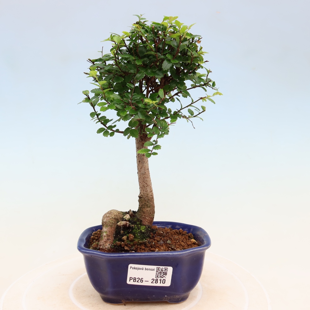 Pokojová bonsai - Ulmus parvifolia - Malolistý jilm
