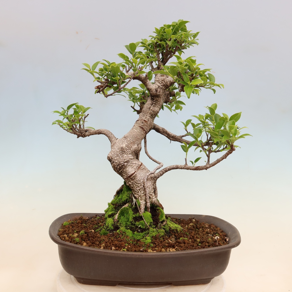 Pokojová bonsai - Ficus kimmen -  malolistý fíkus