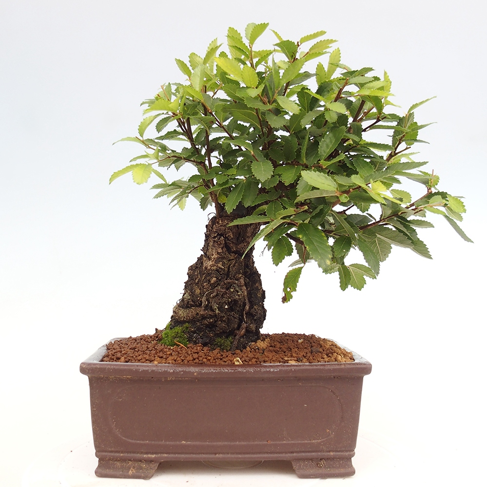Venkovní bonsai - Zelkova - Zelkova serrata