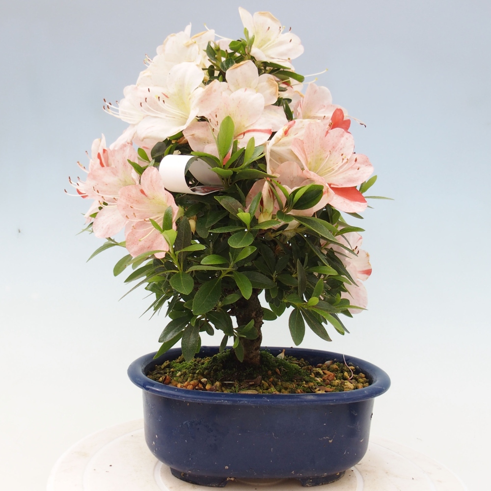 Venkovní bonsai - Japonská azalka - Azalea Asazakura