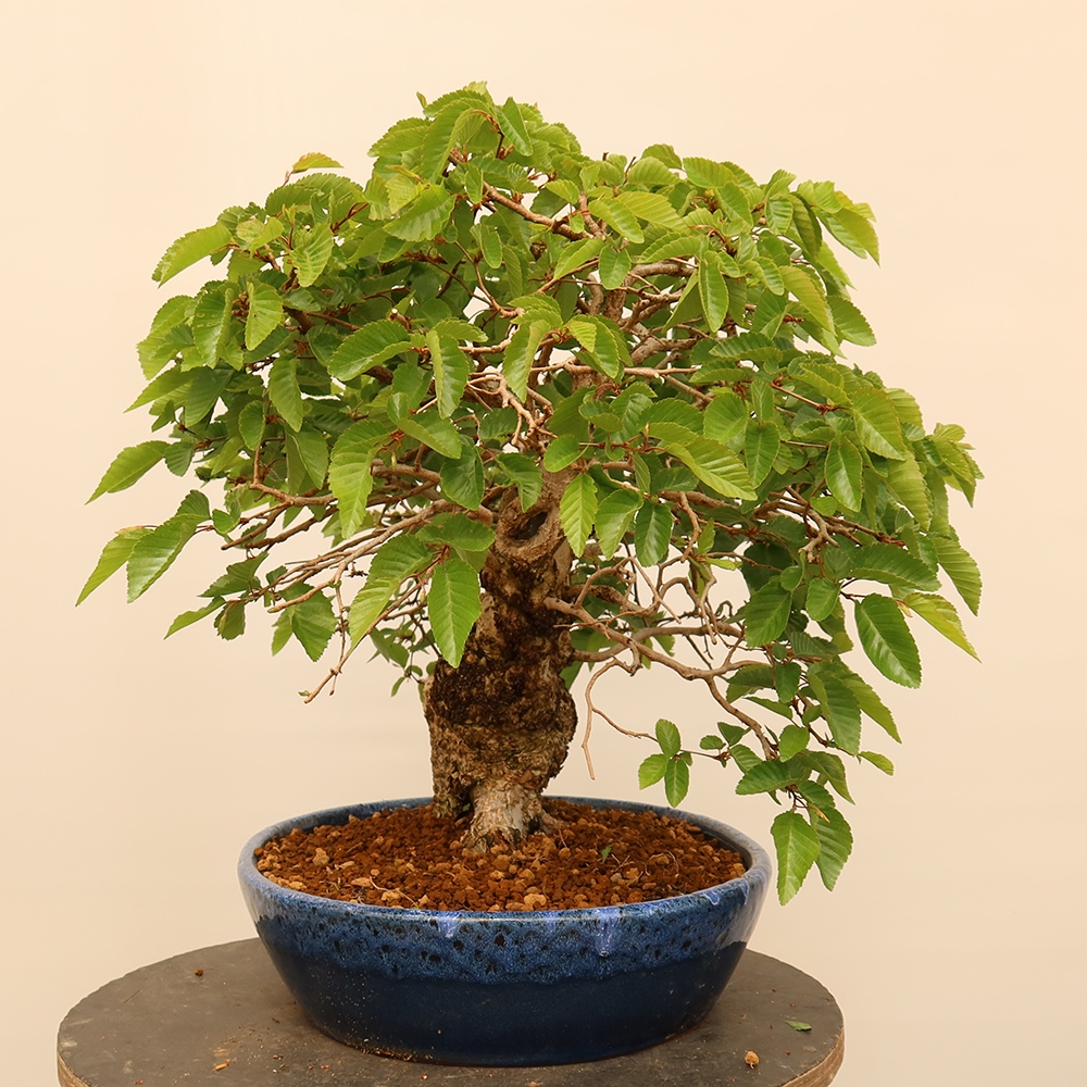 Venkovní bonsai -Carpinus Coreana - Habr korejský