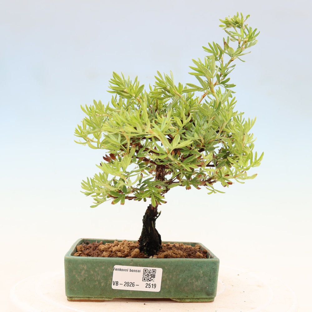 Venkovní bonsai-Mochna křovitá - potentila fruticosa 