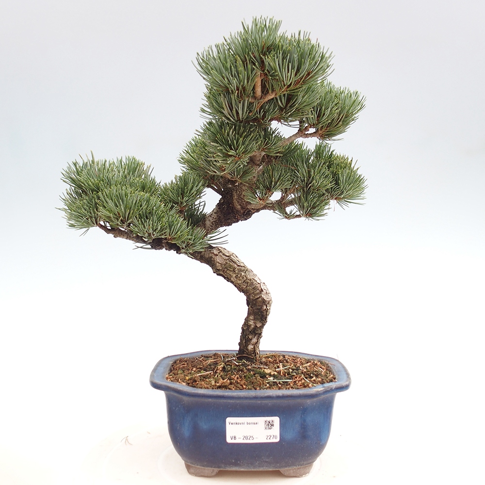 Venkovní bonsai - Pinus parviflora - Borovice drobnokvětá