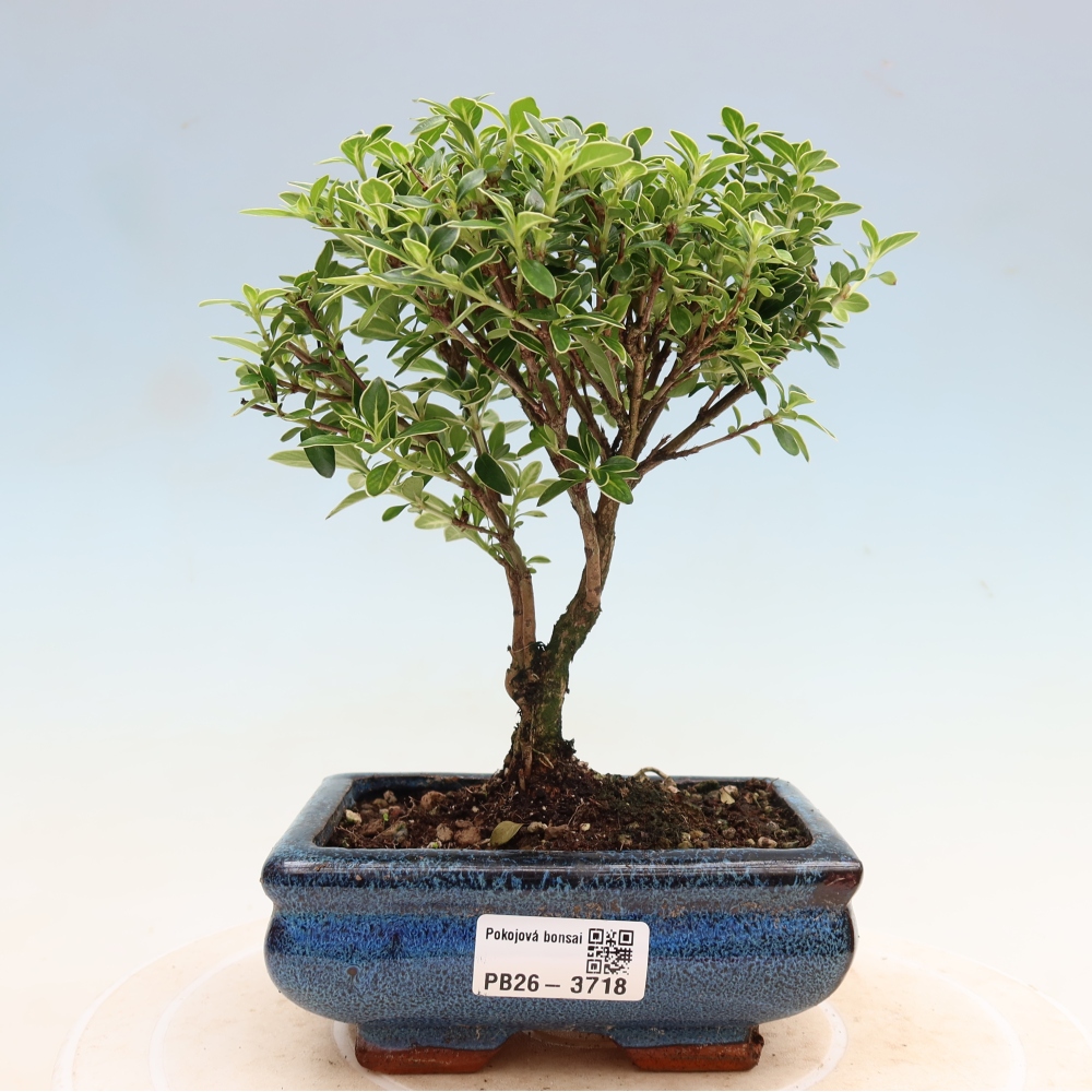 Pokojová bonsai - Serissa foetida Variegata - Strom tisíce hvězd