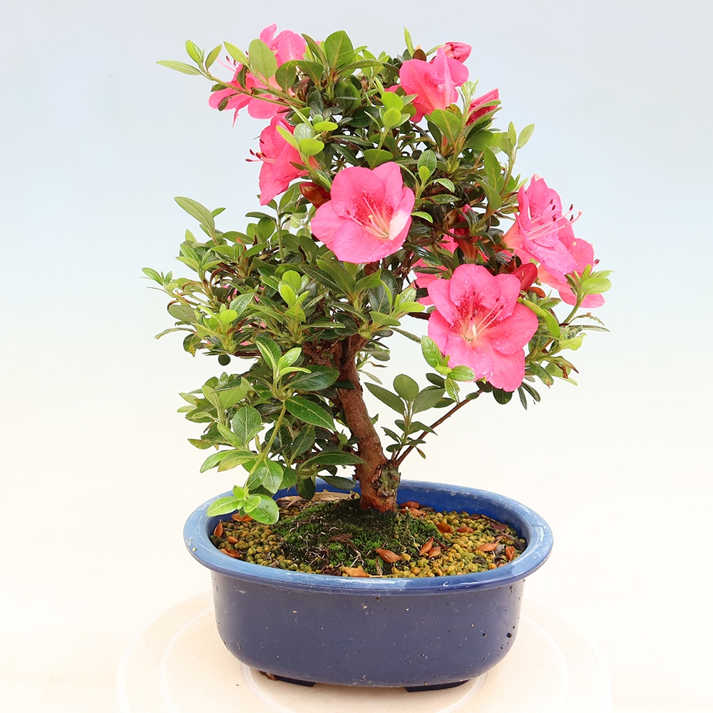 Venkovní bonsai - Japonská azalka - Azalea Kobai