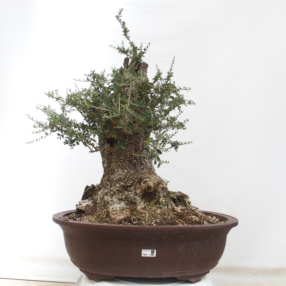 Pokojová bonsai - Olea europaea sylvestris -Oliva evropská drobnolistá