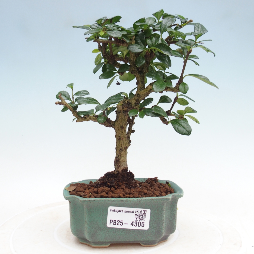 Pokojová bonsai - Carmona macrophylla - Čaj fuki
