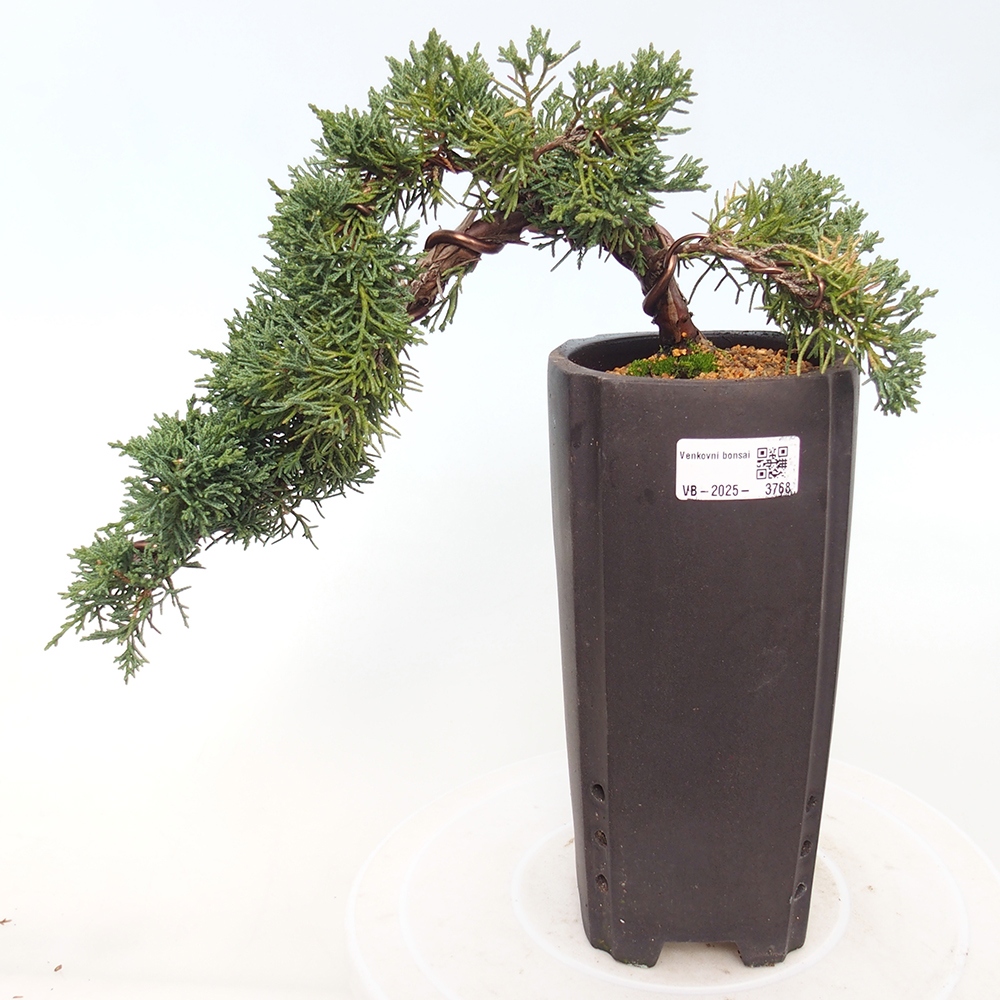 Venkovní bonsai - Juniperus chinensis Kishu -Jalovec čínský
