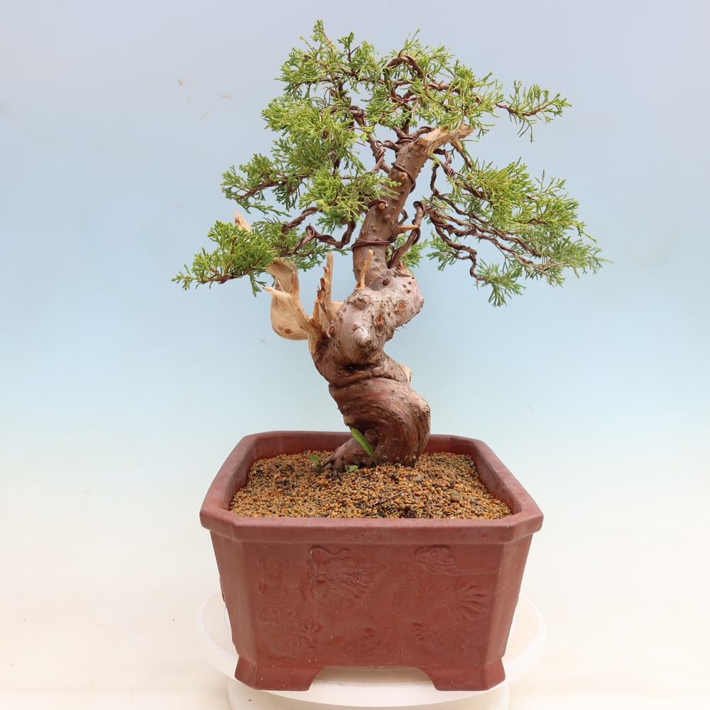 Venkovní bonsai - Juniperus chinensis Itoigawa-Jalovec čínský