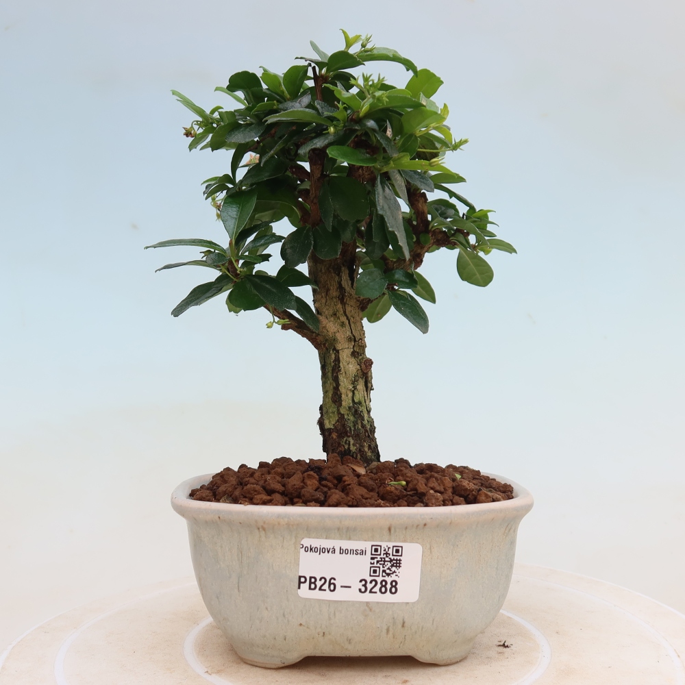Pokojová bonsai - Carmona macrophylla - Čaj fuki