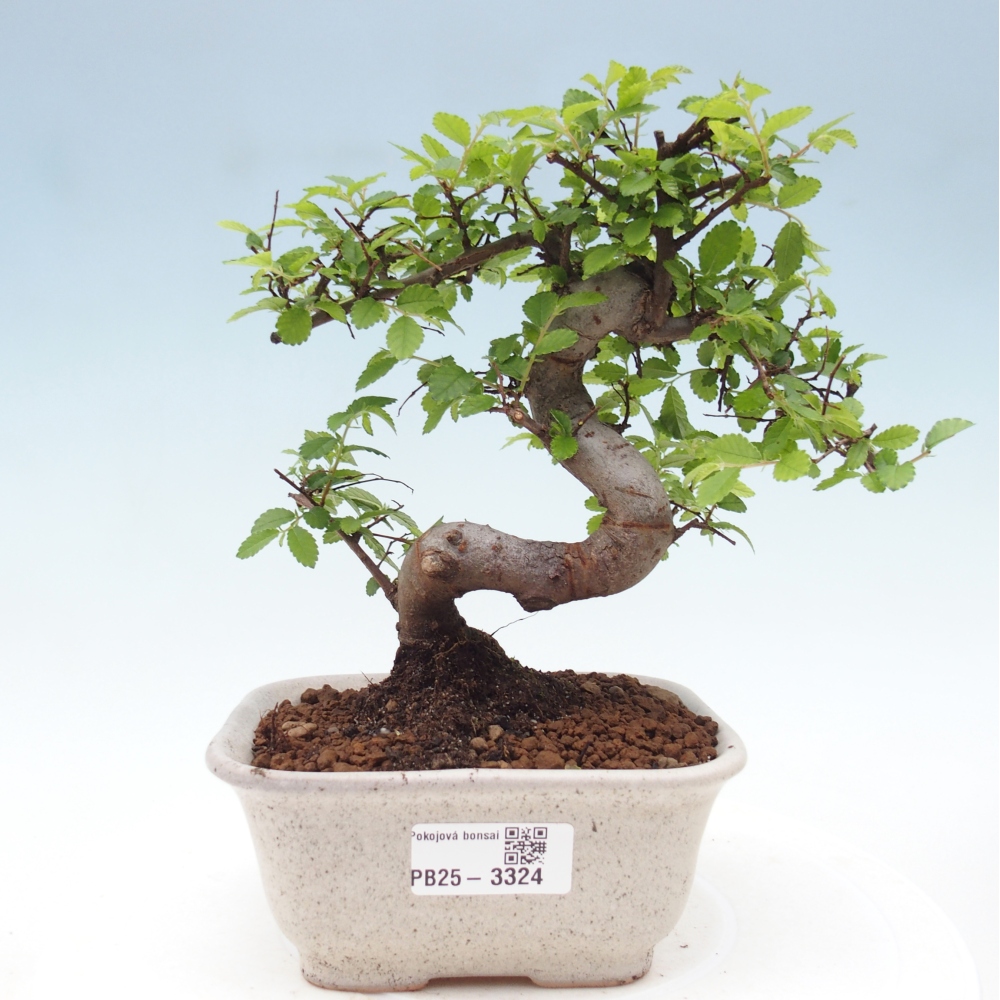 Pokojová bonsai - Ulmus parvifolia - Malolistý jilm