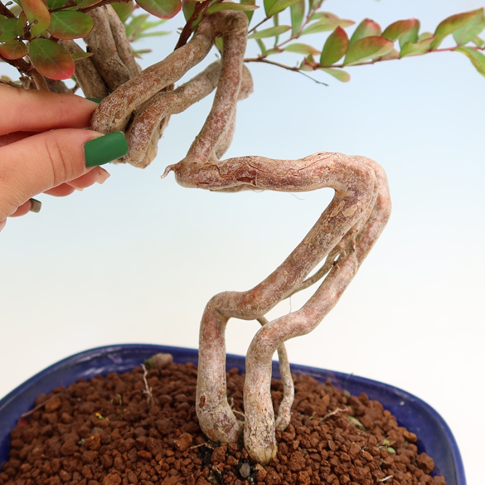 Pokojová bonsai - Lagerstroemia indica - indický šeřík