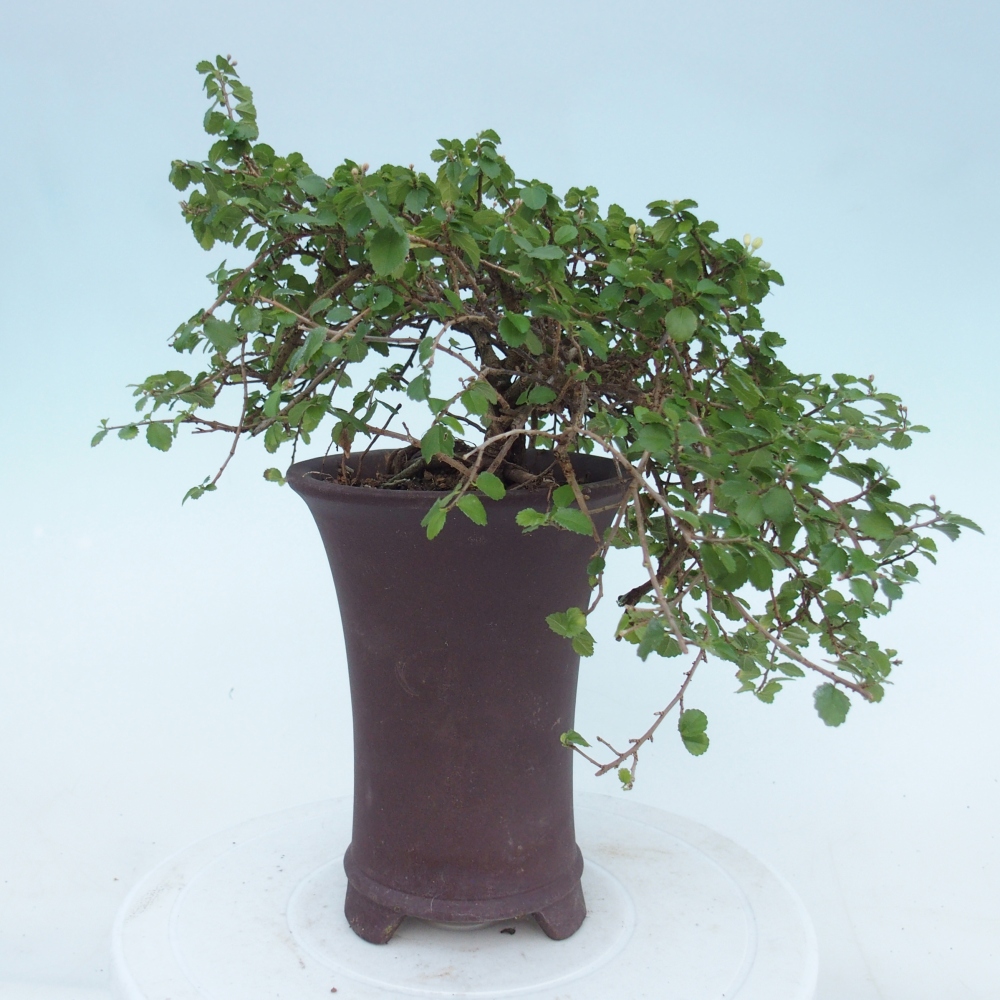 Pokojová bonsai - Grewia sp. - Grewie malolistá
