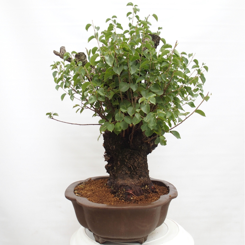 Venkovní bonsai - Mahalebka - Prunus mahaleb