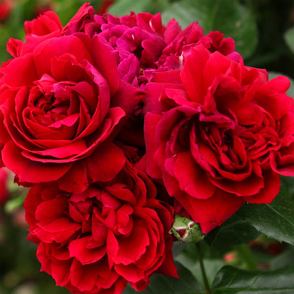 Venkovní bonsai - Rosa Kordes -  růže