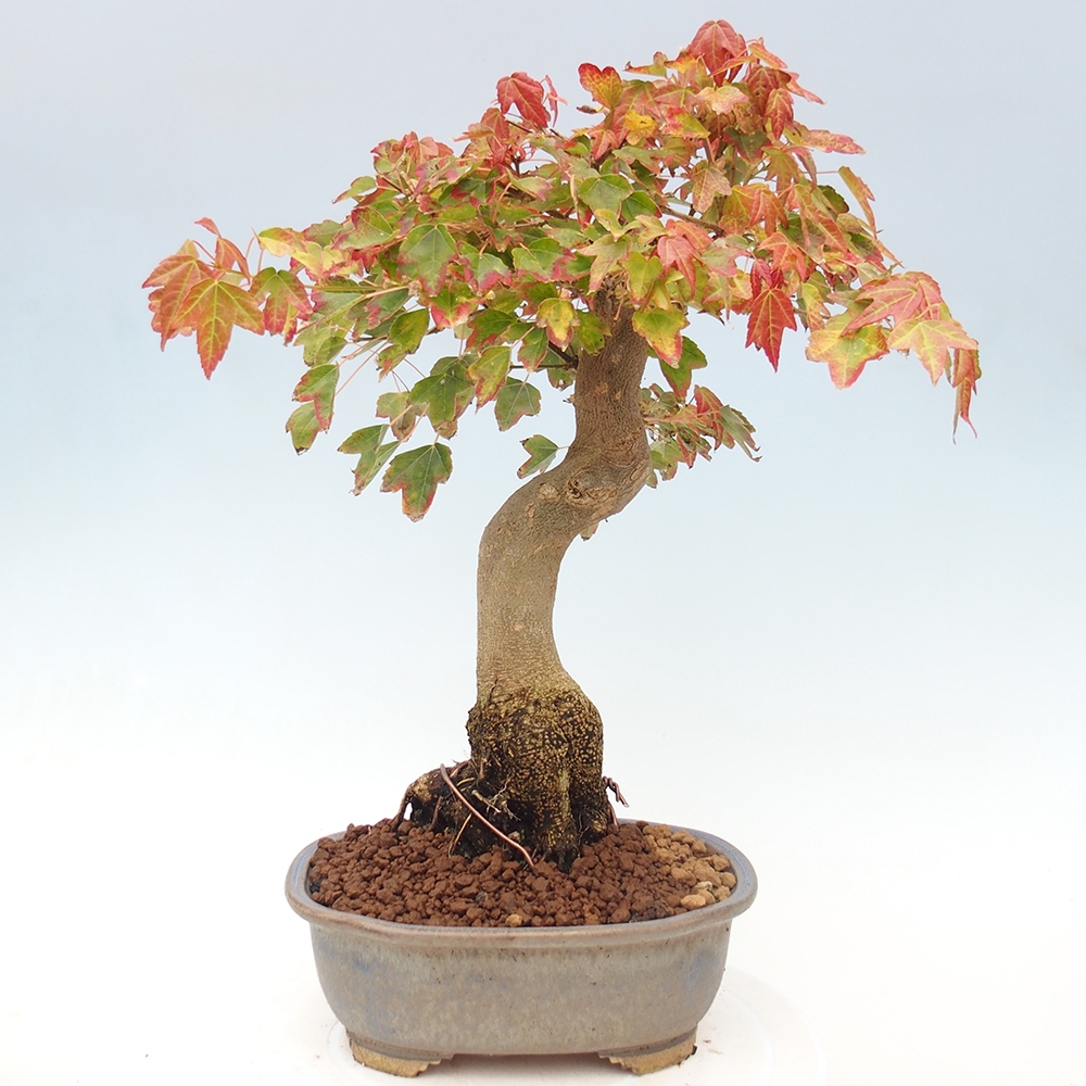 Venkovní bonsai - Acer Buergerianum - Javor Burgerův