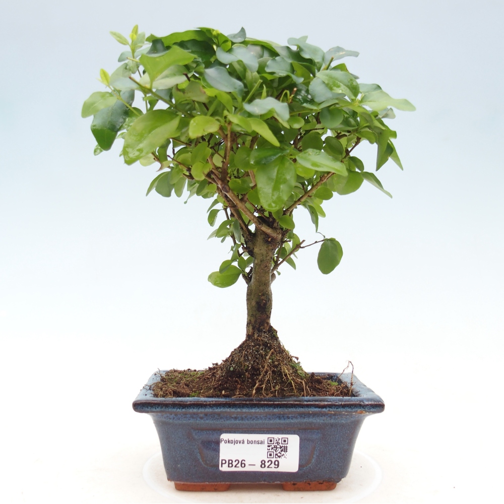 Pokojová bonsai -Ligustrum chinensis - Ptačí zob