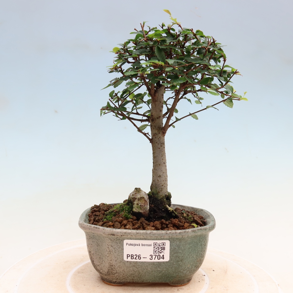 Pokojová bonsai - Ulmus parvifolia - Malolistý jilm