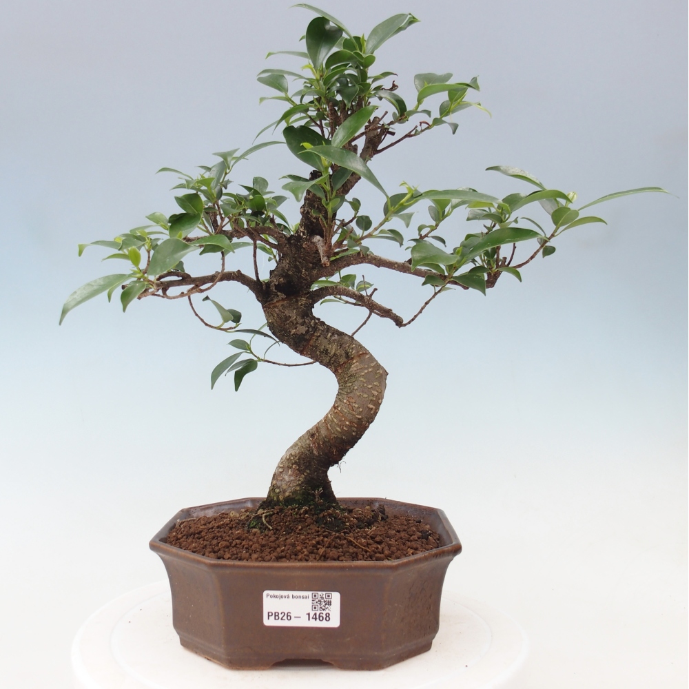 Pokojová bonsai - Ficus retusa -  malolistý fíkus