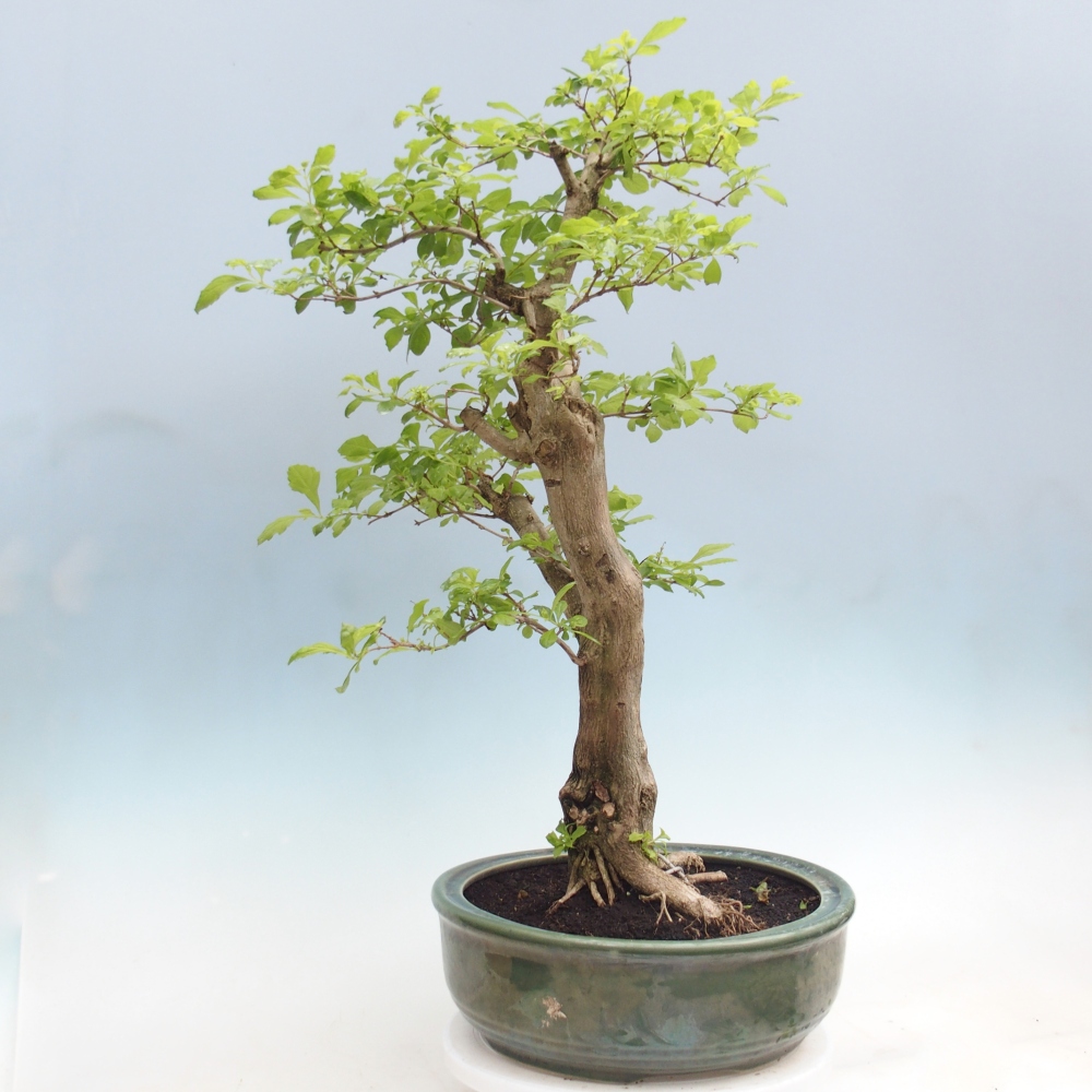 Pokojová bonsai - Duranta erecta Aurea - POUZE OSOBNÍ ODBĚR nebo paletová přeprava