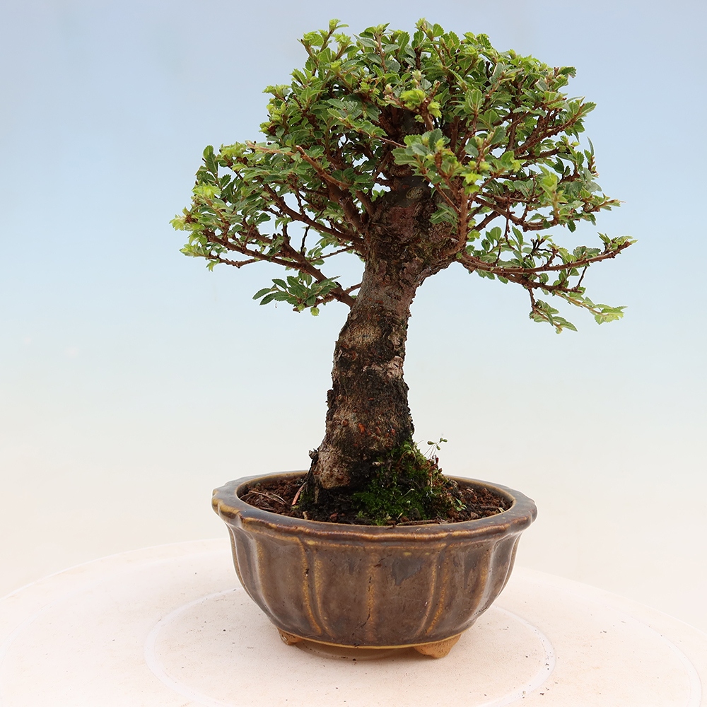 Venkovní bonsai - Ulmus parvifolia Sagei - Malolistý jilm
