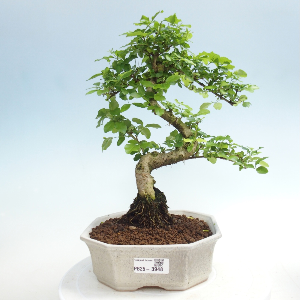 Pokojová bonsai -Ligustrum chinensis - Ptačí zob