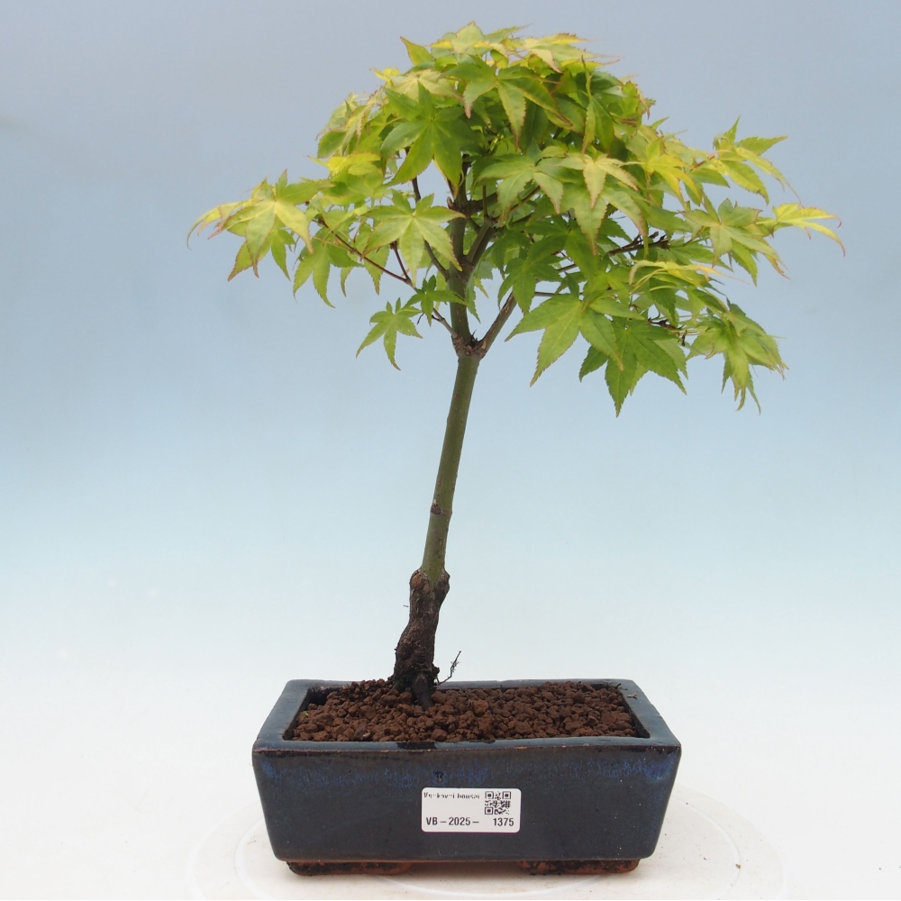 Acer palmatum Aureum - Javor dlanitolistý zlatý