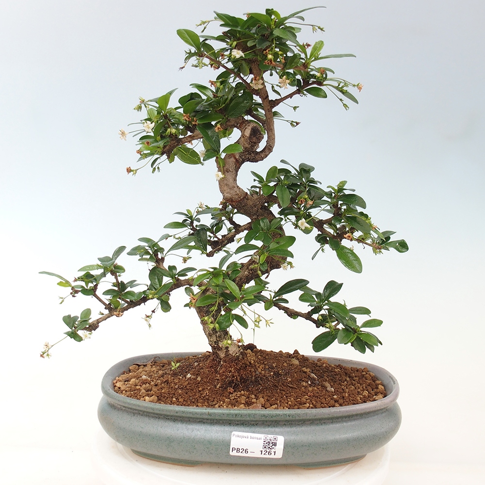 Pokojová bonsai - Carmona macrophylla - Čaj fuki