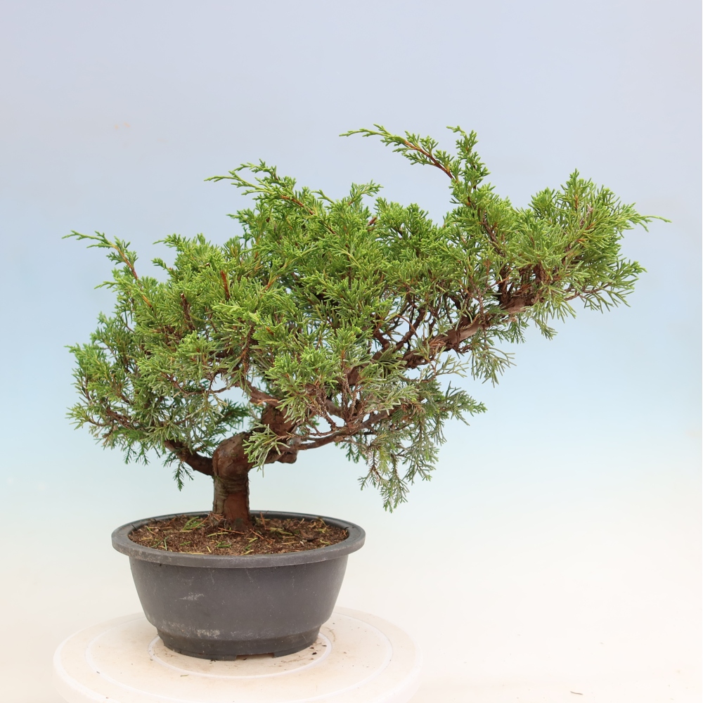 Venkovní bonsai - Juniperus chinensis Itoigawa-Jalovec čínský