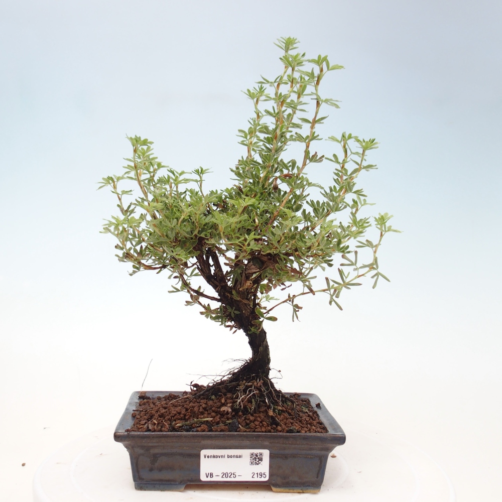 Venkovní bonsai-Mochna křovitá - potentila fruticosa yellow Bird